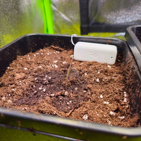White Widow Auto BioNova growlog photo: Nach dem Umtopfen, Sensor ist von SwitchBot