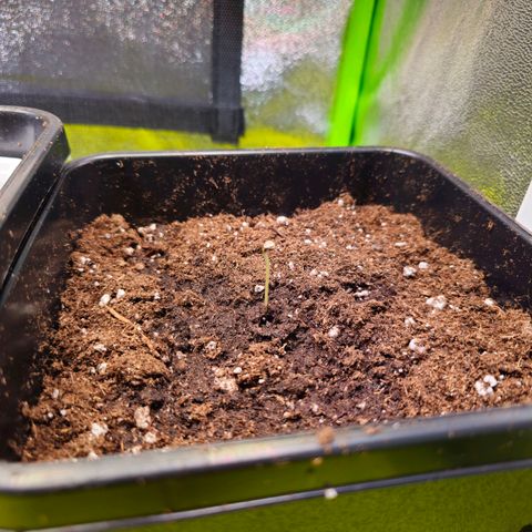 White Widow Auto BioBizz growlog photo: Nach dem Umtopfen