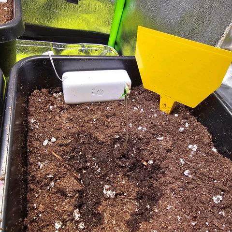 White Widow Auto BioBizz growlog photo: Ein Blatt hat sich bereits befreit.