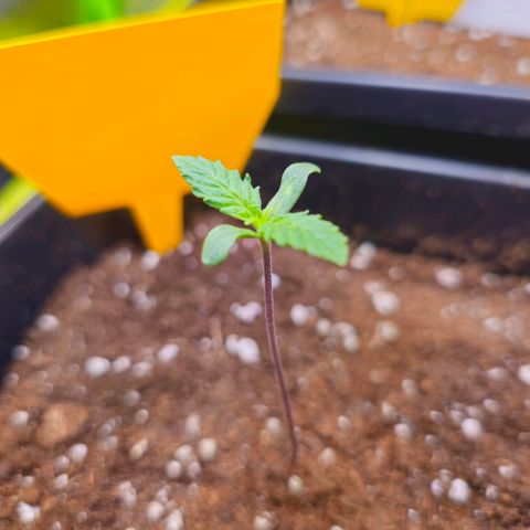 White Widow Auto BioNova growlog timeline photo