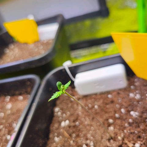 White Widow Auto BioBizz growlog timeline photo