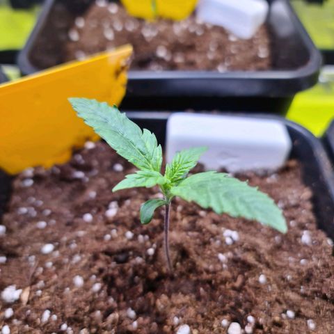 White Widow Auto BioNova growlog timeline photo