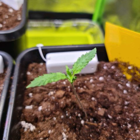 White Widow Auto BioBizz growlog timeline photo