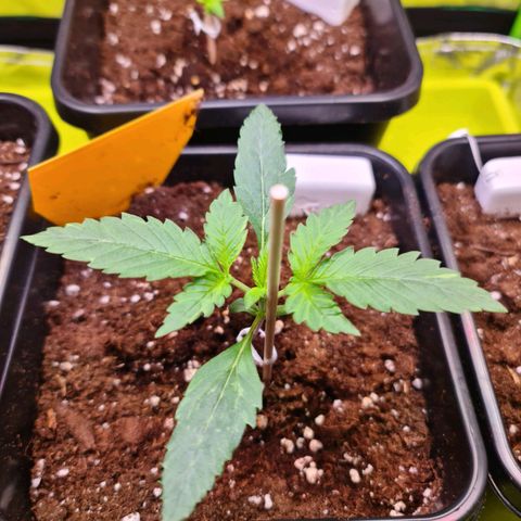White Widow Auto BioNova growlog timeline photo