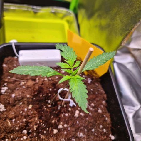 White Widow Auto BioBizz growlog timeline photo