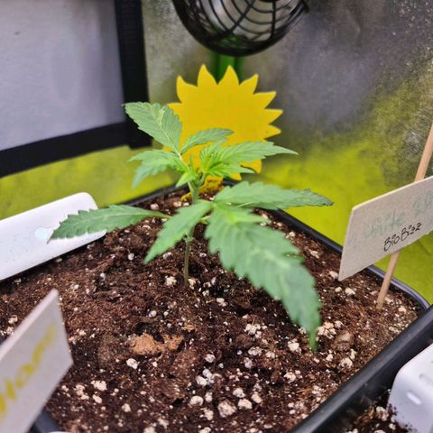 White Widow Auto BioBizz growlog timeline photo
