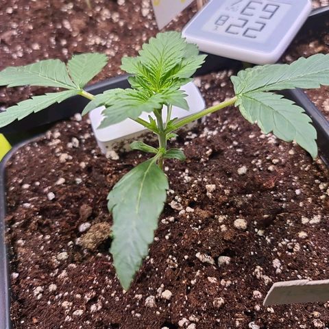 White Widow Auto BioNova growlog timeline photo