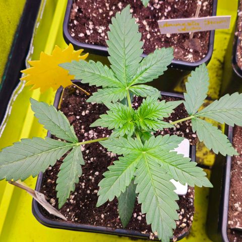 White Widow Auto BioNova growlog timeline photo