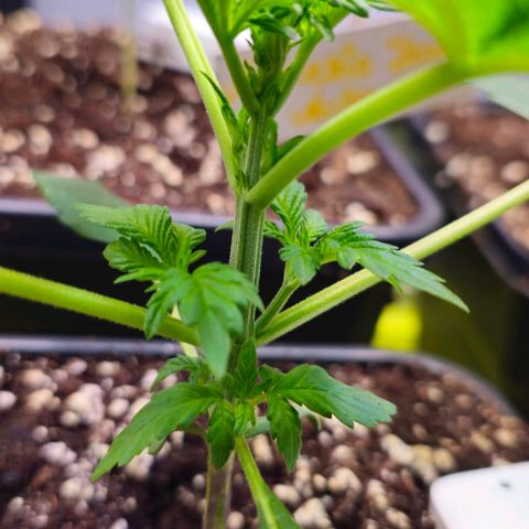 White Widow Auto BioNova growlog timeline photo