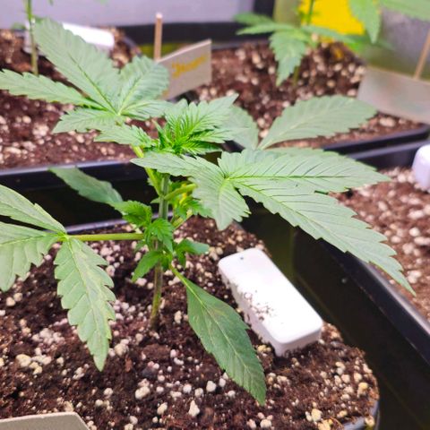 White Widow Auto BioNova growlog timeline photo