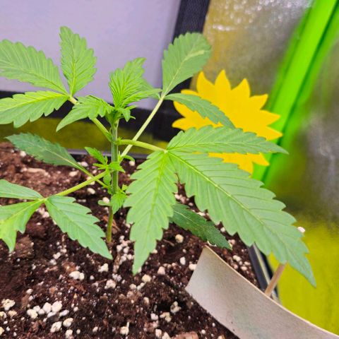 White Widow Auto BioBizz growlog timeline photo
