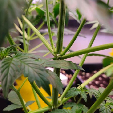 White Widow Auto BioNova growlog timeline photo
