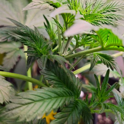 White Widow Auto BioNova growlog timeline photo