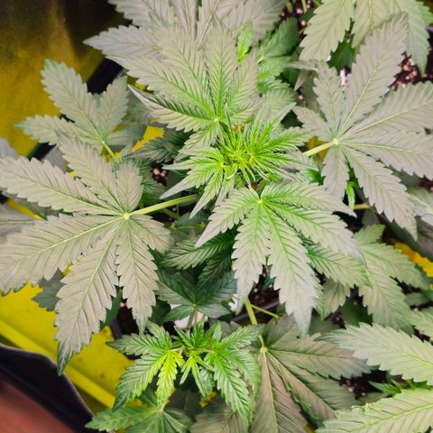 White Widow Auto BioNova growlog timeline photo