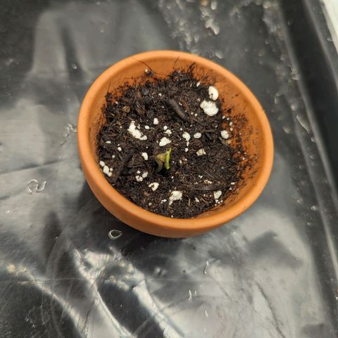 Hubsi & Stubsi growlog photo