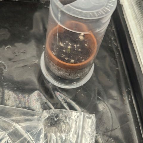 Hubsi & Stubsi growlog photo