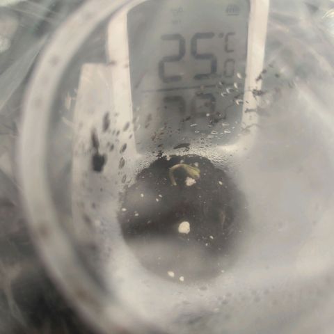 Hubsi & Stubsi growlog photo