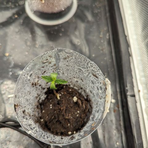 Hubsi & Stubsi growlog photo: 24 Grad 
85% Luftfeuchtigkeit 