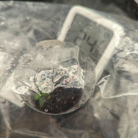 Hubsi & Stubsi growlog photo: 24 Grad 
85% Luftfeuchtigkeit 