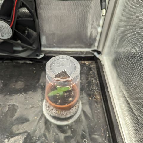 Hubsi & Stubsi growlog photo: 24 Grad 
85% Luftfeuchtigkeit 
