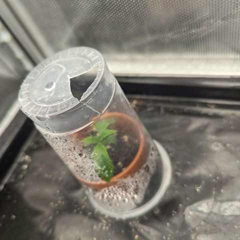 Hubsi & Stubsi growlog timeline photo