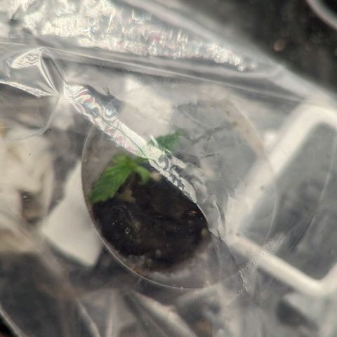 Hubsi & Stubsi growlog timeline photo