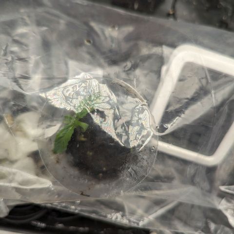 Hubsi & Stubsi growlog timeline photo
