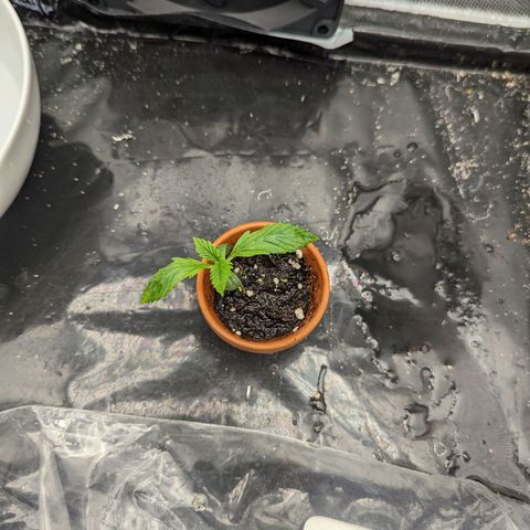 Hubsi & Stubsi growlog timeline photo