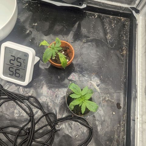 Hubsi & Stubsi growlog timeline photo
