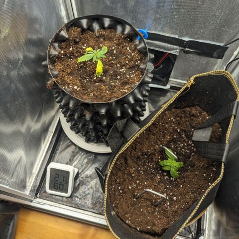 Hubsi & Stubsi growlog photo: Hubsi: 
Airpots8 Liter 
Pilz+ angefeuchtet Erde an Rand und aufgefüllt 

Stubsi:
Stofftopf 9 Liter 
Pilz + angefeuchtet Erde 
