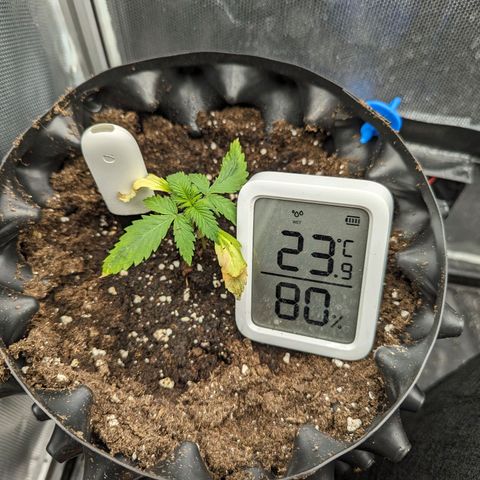 Hubsi & Stubsi growlog timeline photo