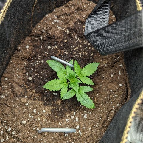 Hubsi & Stubsi growlog timeline photo