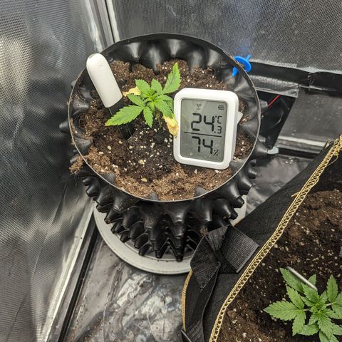 Hubsi & Stubsi growlog timeline photo