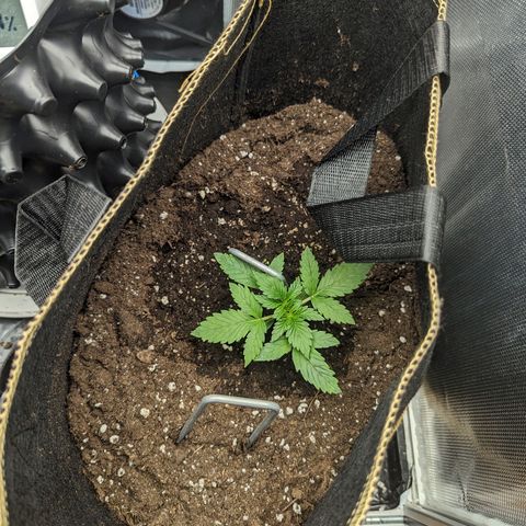 Hubsi & Stubsi growlog timeline photo