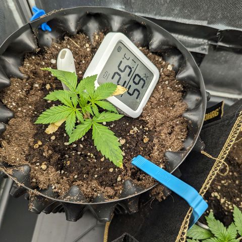 Hubsi & Stubsi growlog timeline photo