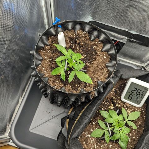 Hubsi & Stubsi growlog timeline photo