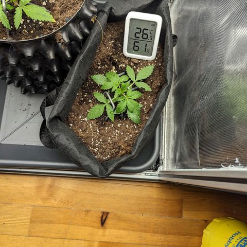 Hubsi & Stubsi growlog timeline photo