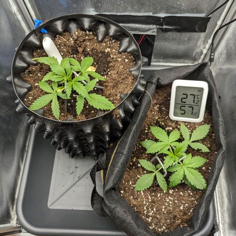 Hubsi & Stubsi growlog timeline photo
