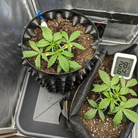 Hubsi & Stubsi growlog timeline photo