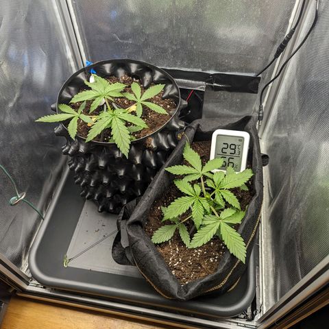 Hubsi & Stubsi growlog timeline photo