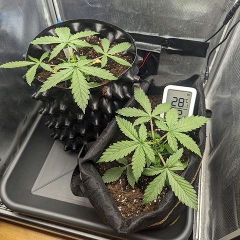 Hubsi & Stubsi growlog timeline photo