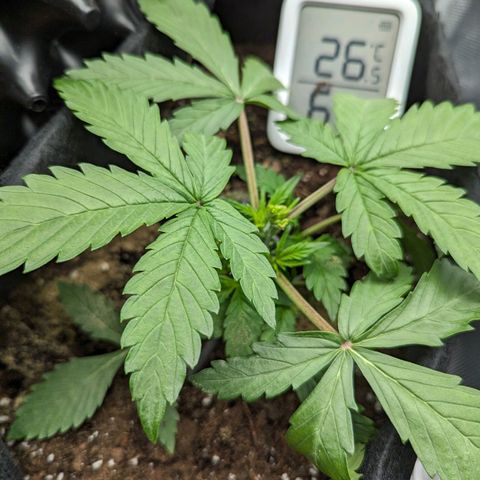 Hubsi & Stubsi growlog timeline photo