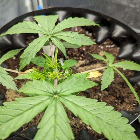 Hubsi & Stubsi growlog timeline photo