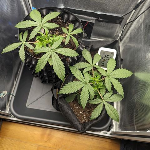 Hubsi & Stubsi growlog timeline photo