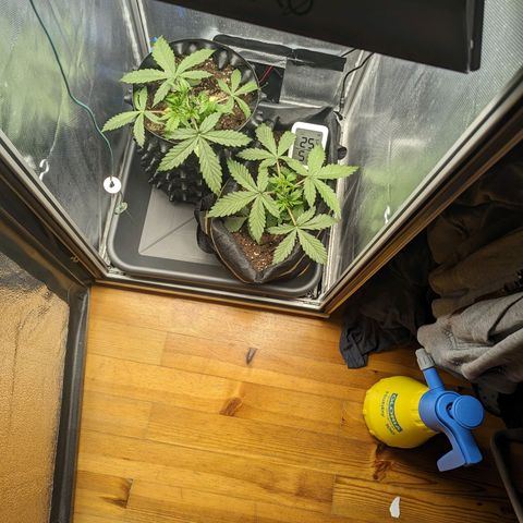Hubsi & Stubsi growlog timeline photo