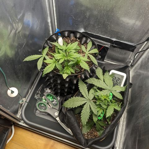 Hubsi & Stubsi growlog timeline photo