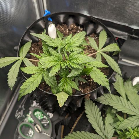 Hubsi & Stubsi growlog timeline photo