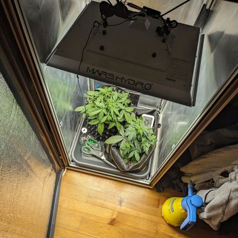 Hubsi & Stubsi growlog timeline photo