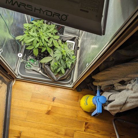 Hubsi & Stubsi growlog timeline photo