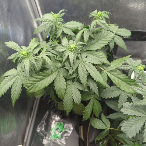 Hubsi & Stubsi growlog timeline photo